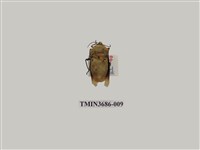 藏品(角盾蝽)的圖片